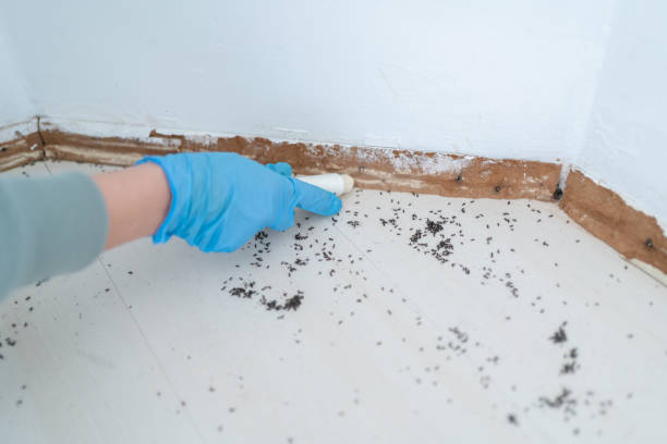 Best Affordable Pest Control Services  in Caryville, TN